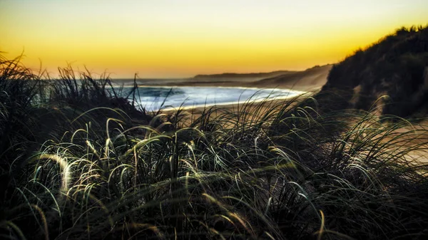 Close Grama Costa Contra Pano Fundo Pôr Sol — Fotografia de Stock