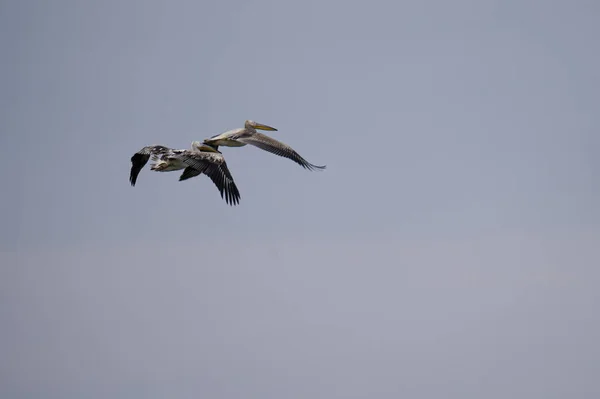 Two Pelicans Soaring Blue Sky — Zdjęcie stockowe