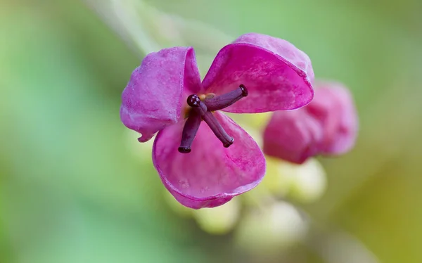 Closeup Shot Purple Akebia Quinata Flowers Buds Growing Garden Green — Stockfoto