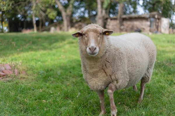 Eine Nahaufnahme Von Schafen Auf Einer Weide — Stockfoto