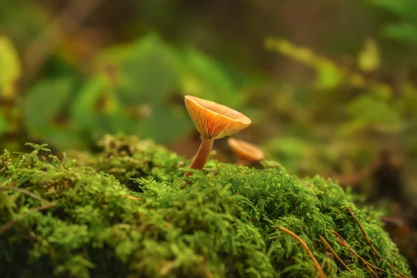 Closeup Shot Milk Cap Moss — 스톡 사진