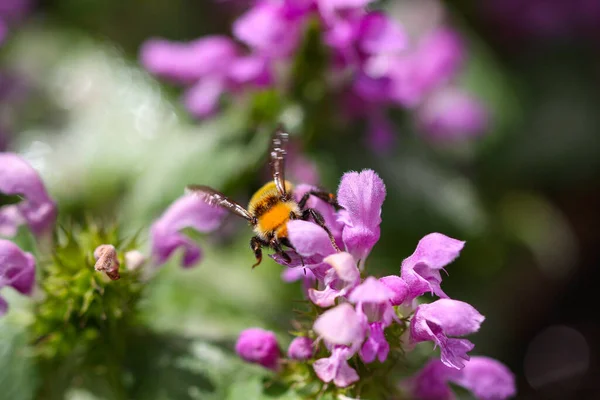 Macro Shot Bee Crawling Purple Flower Blurred Background — Stock Photo, Image