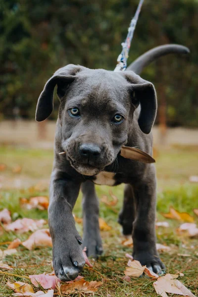 Vertical Shot Black Cute Cane Corso Puppy Walk — стокове фото