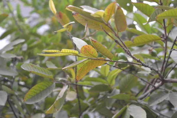 Closeup Tree Branches Autumn Leaves — Zdjęcie stockowe