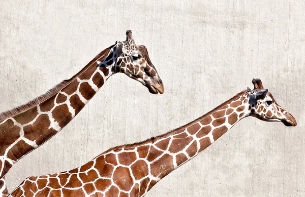 Closeup Shot Giraffes — Stock Photo, Image