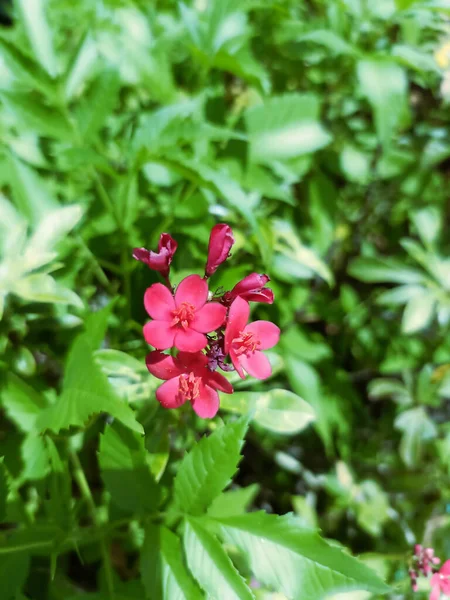 Close Shot Pink Spicy Jatropha Flowers Grown Garden — Stock fotografie