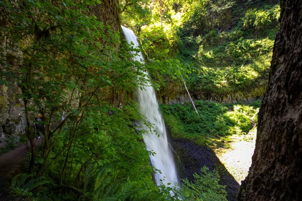 Beautiful View Waterfall Surrounded Lush Trees Plants Silver Falls State — Stock Fotó