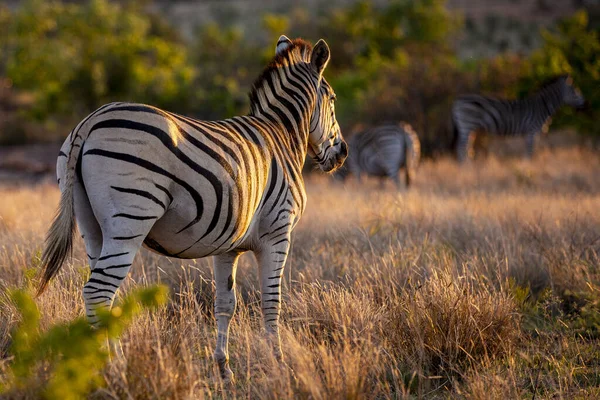Closeup Shot Zebra Jungle — Fotografie, imagine de stoc