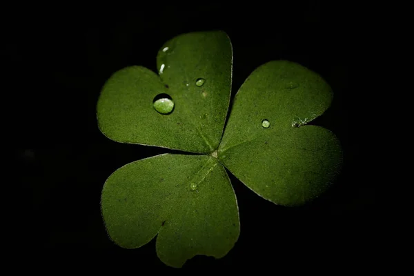 Closeup Shot Clover Isolated Dark Background — Stok fotoğraf