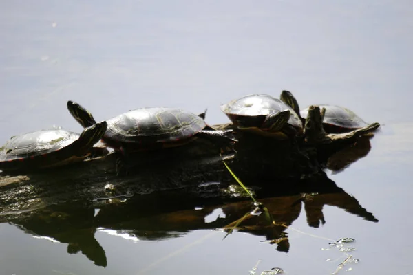 Черепахи Шматку Старої Деревини Над Річковою Водою Під Сонячним Світлом — стокове фото