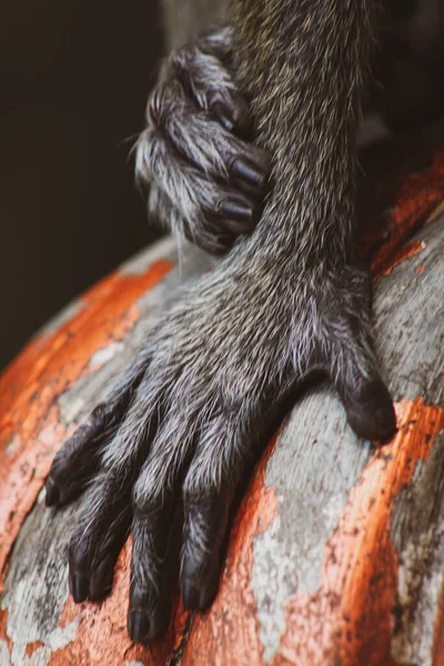 Paslı Bir Yüzeyde Kürklü Ellerin Dikey Görüntüsü — Stok fotoğraf
