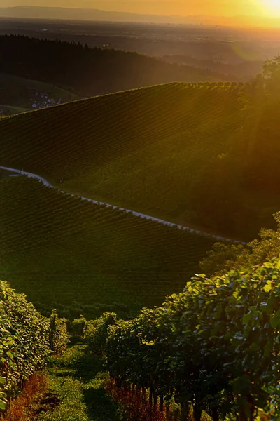 Vertical Shot Green Vineyards Background Sunset — Fotografia de Stock