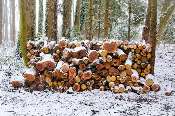 冬天森林里许多原木的美丽照片 — 图库照片