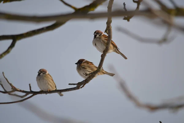 Shallow Focus Shot Three Sparrows Tree Branch — Stok fotoğraf