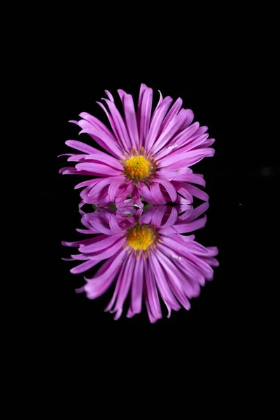 Μια Πορφυρή Αντανάκλαση Λουλουδιού Έναν Καθρέφτη Απομονωμένο Σκοτεινό Φόντο — Φωτογραφία Αρχείου