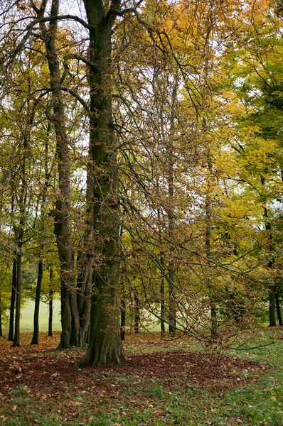 Vertical Shot Autumn Park Yellow Covered Trees — Stock Photo, Image