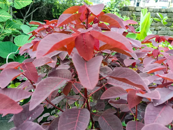 Closeup Shot Plant Light Red Leaves — Stok Foto