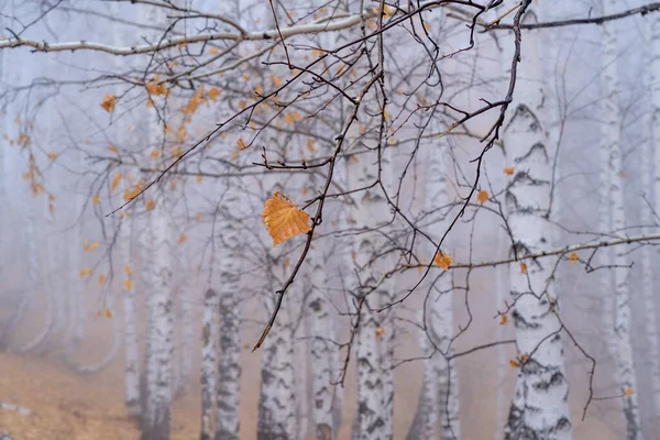 Shallow Focus Shot Birch Grove Early Autumn Morning Fog White — Stock Fotó