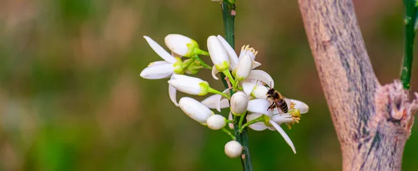 Selective Bees Collecting Pollen Blooming Lemon Tree — Fotografia de Stock