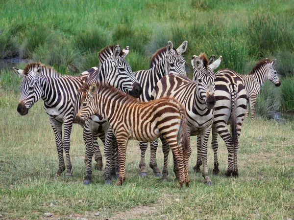 Group Zebras Gloomy Day Field Serengeti National Park Africa — Foto de Stock