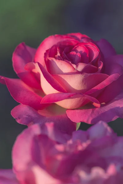 Вертикальний Знімок Красивої Троянди Шпалер Фону — стокове фото