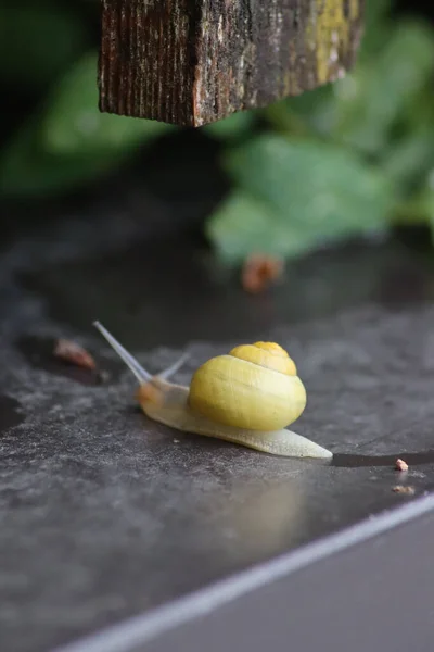 Close Shot Snail Yellow Shell Daylight — Stockfoto