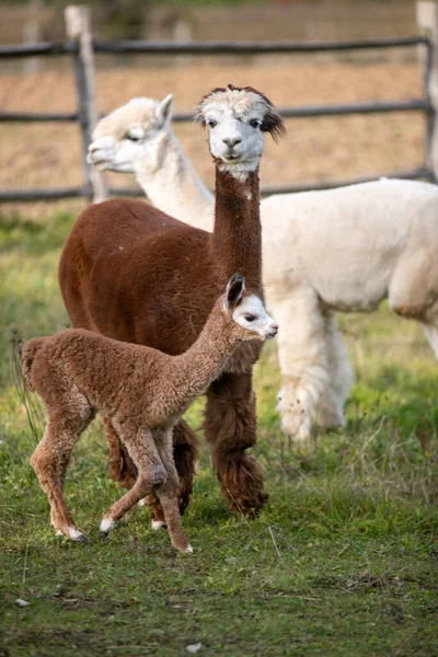 Vertical Shot Cute Three Llamas Lawn — ストック写真