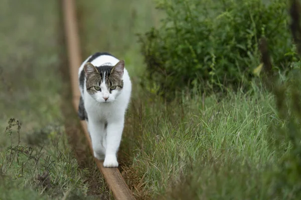 Cute Fluffy Cat Walking Outdoors Blurred Background — Stock Fotó