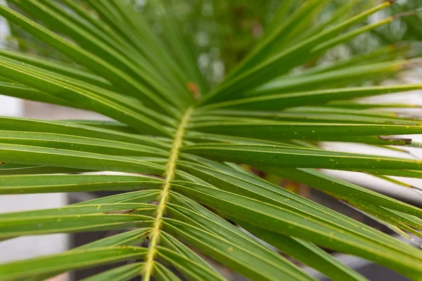 Closeup Green Palm Frond — Stock Fotó