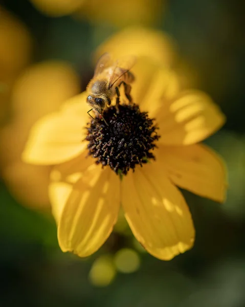 Primer Plano Una Abeja Sobre Una Flor Amarilla — Foto de Stock