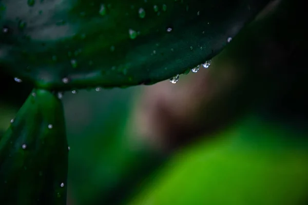 Tiro Seletivo Foco Uma Planta Verde Com Orvalho — Fotografia de Stock