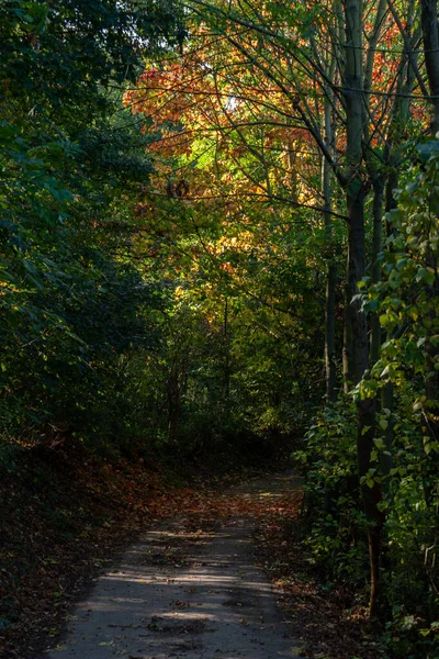 Narrow Footpath Park Colorful Trees — Fotografia de Stock