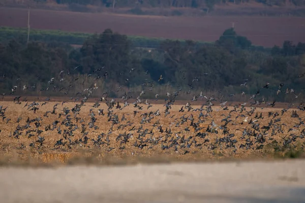 一群野鸟飞过乡间干枯的田野 — 图库照片