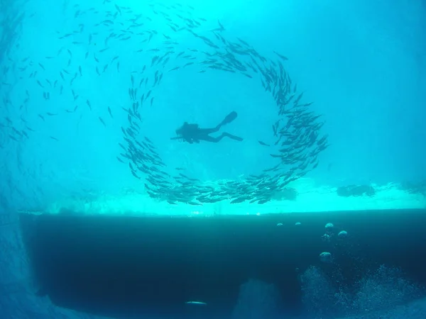 Diver Ring Fish Flower Garden Banks National Marine Sanctuary Located — 스톡 사진