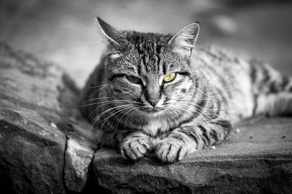 Closeup Shot Cute Fluffy Cat Outdoors Blurred Background — Foto Stock
