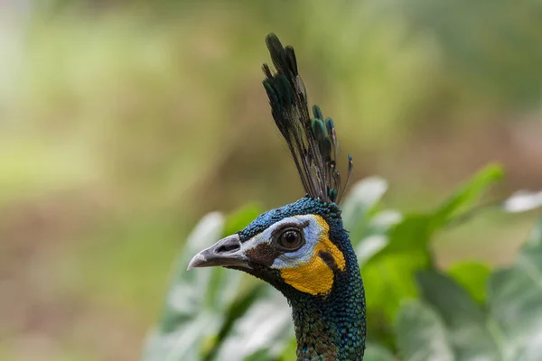 Portrait Facing Left Green Peafowl Pavo Muticus Thailand — стокове фото