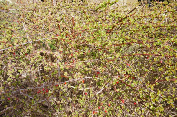 Natural View Shrub New Leaves Spring Season — Foto de Stock