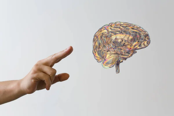 Dita Umano Che Interagisce Con Modello Anatomico Del Cervello Umano — Foto Stock