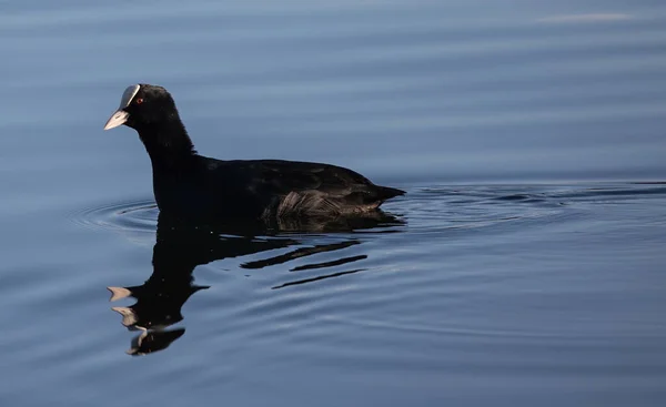Black Coot Floating Calm Water Its Reflection Surface — Fotografia de Stock