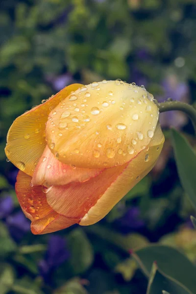 Vertical Shot Beautiful Yellow Tulip Raindrops — Stock Photo, Image