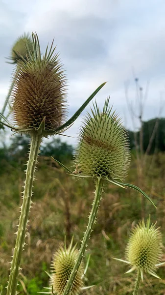 Close Shot Growth Forest Teasel Plants Park Sunny Day — Stockfoto