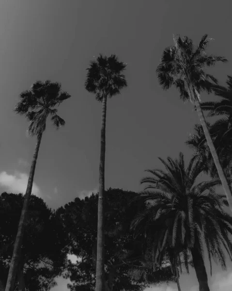 Grayscale Shot High Exotic Palm Trees French Riviera Cannes France — стокове фото