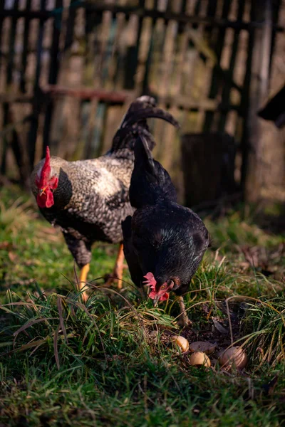 Couple Free Range Chicken Eggs Grass — 스톡 사진
