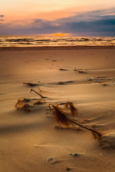 Vertical Shot Dried Branch Beach Baltic Sea Lithuania — Foto de Stock