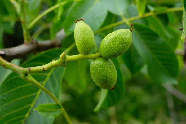 Closeup Unripe Green Walnuts Fruit Green Blurred Background — Φωτογραφία Αρχείου