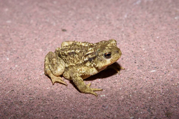 Close Shot Little Frog Bright Light Ground — Zdjęcie stockowe