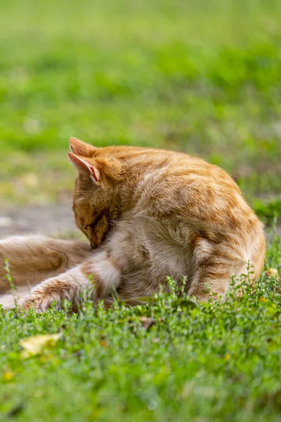 Vertical Shot Ginger Cat Park Blurred Background — Stock Photo, Image