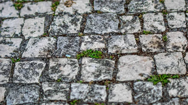Portuguese Old Traditional Road Tiles Green Grass — Stockfoto