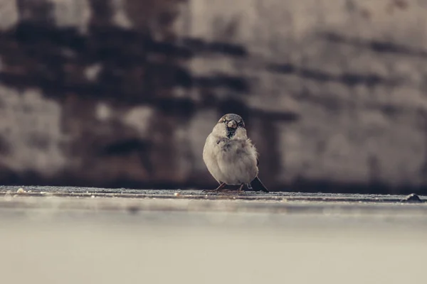 Closeup Shot Cute Sparrow Perched Ground — Stok fotoğraf
