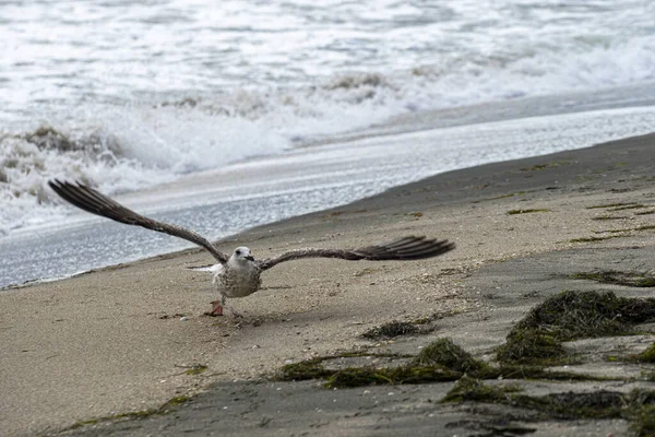 Closeup Thayer Gull Flying Shore Seaweeds — ストック写真